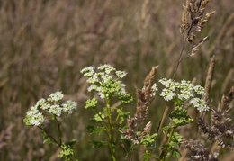 flowers on the hill2011d18c002